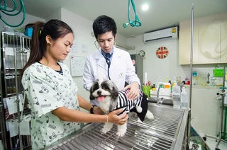 โรงพยาบาลสัตว์ไอเว็ท สาขา พระราม9 - iVET Animal Hospital.